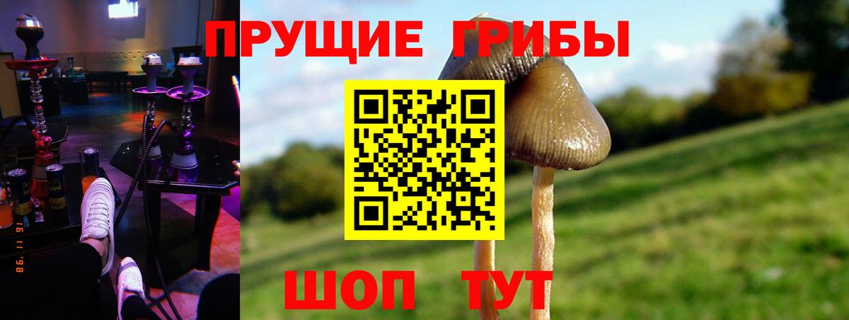 Галлюциногенные грибы GOLDEN TEACHER  цены наркотик  Вход с VPN  Кунгур  Галлюциногенные грибы Psilocybine cubensis 